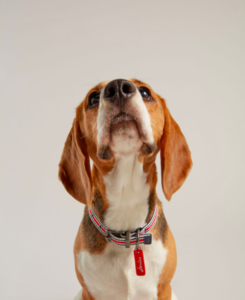 Joules dog accessories hotsell
