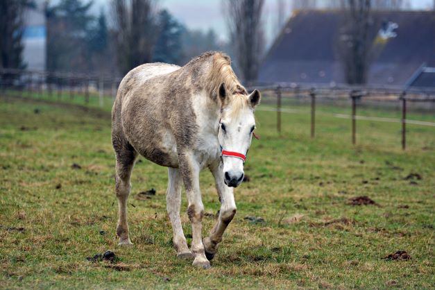 Maintain Equine Equilibrium this Winter with our Range of Field Shelters and Stables