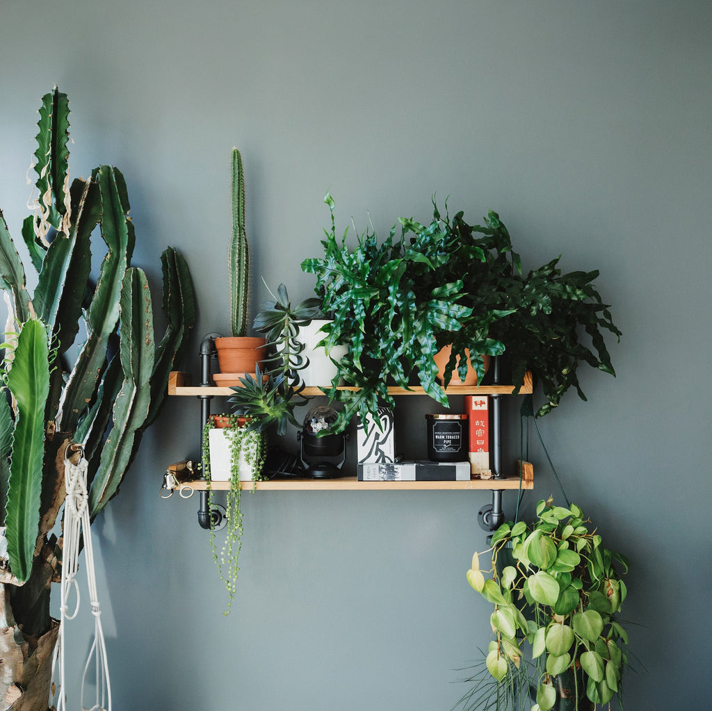 7.5 inch by 2 inch Scandinavian Redwood Shelf with house plants and and industrial support 