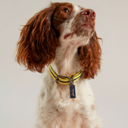 Joules Coastal Adjustable Dog Collar shown on a dog in yellow and blue