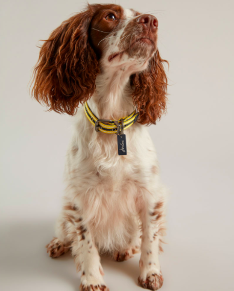 Joules Coastal Adjustable Dog Collar shown on a dog in yellow and blue