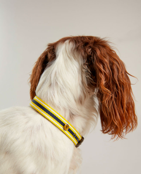 Joules Adjustable Coastal Pattern Dog Collar in yellow and blue