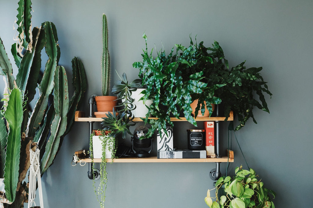 7.5 inch by 2 inch Scandinavian Redwood Shelf with house plants and and industrial support